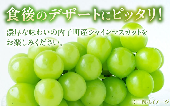 【先行予約】シャインマスカット ムジ 3〜5房 約2kg ＜2026年8月下旬〜発送開始＞ ／ シャインマスカット 大人気 愛媛県 美味しい 人気 皮ごと 葡萄 ブドウ 愛媛県産 内子町産 新鮮 旬 フルーツ 果物 くだもの【株式会社フジ・アグリフーズ】[BKAY004]