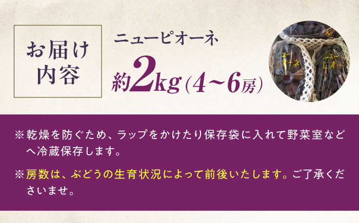 【先行予約】ニューピオーネ 約2kg1箱（4房〜6房）＜2026年8月中旬から発送＞/ ニューピオーネ ぶどう ブドウ 葡萄 愛媛県 愛媛 内子町 フルーツ 果物 送料無料 美味しい おすすめ 人気 特産品 四国 国産 【有限会社ふじブドウ園】 [BKCW004]