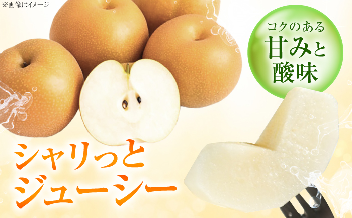 【先行予約】あきづき梨 5〜6玉入 〈2026年9月〜発送〉 ／ 梨 なし フルーツ 果物 くだもの 食品 人気 おすすめ 季節のフルーツ あきづき梨 /　株式会社内子フレッシュパークからり [BKAD115]