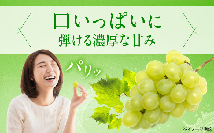 【先行予約】ロザリオ・ビアンコ 約2kg1箱（4房〜6房）＜2026年8月下旬から発送＞/ ロザリオ・ビアンコ ぶどう ブドウ 葡萄 愛媛県 愛媛 内子町 フルーツ 果物 送料無料 美味しい おすすめ 人気 皮ごと 特産品 四国 国産 【有限会社ふじブドウ園】 [BKCW002]