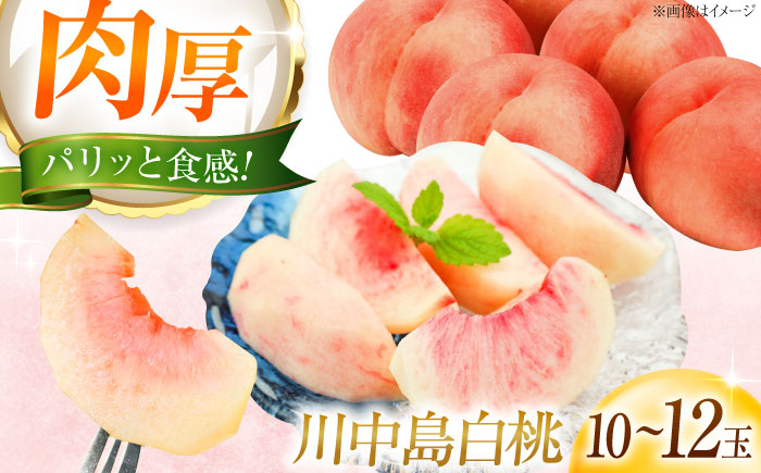 【先行予約】藤渕果樹園の川中島白桃 10〜12玉入り 〈2026年8月〜発送〉／モモ 桃 フルーツ 果物 1箱 くだもの もも 【株式会社内子フレッシュパークからり】 [BKAD084]