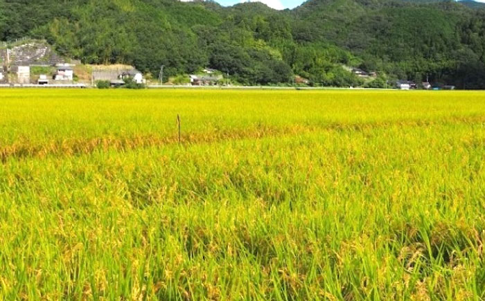 内子からり米使用 もち麦ご飯 24パック 自社栽培内子からり米にこまる・内子町産もち麦使用 ／ 米 もち麦 ごはん 愛媛県産 お米 パックご飯 【株式会社内子フレッシュパークからり】 [BKAD007]