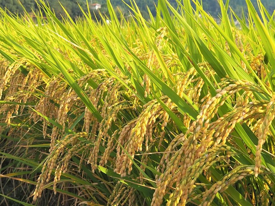 【 6ヶ月定期便】内子からり米 令和7年産ヒノヒカリ（精米10kg×2袋）×6ヶ月【北海道・沖縄配送不可】