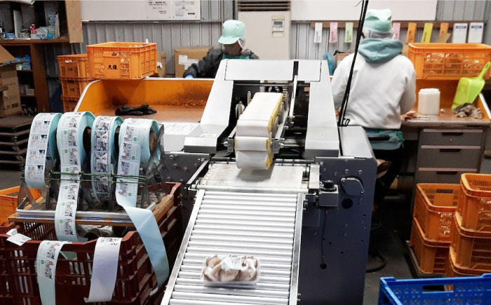 生しいたけ (菌床栽培) 約240g×2パック ／ しいたけ 椎茸 シイタケ きのこ キノコ 野菜 愛媛県 内子町産【株式会社フジ・アグリフーズ】 [BKAY013]