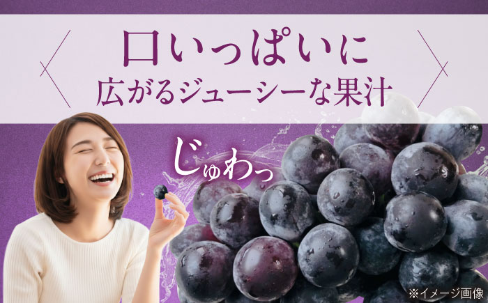 【先行予約】巨峰 約2kg1箱（4房〜6房）＜2026年8月中旬から発送＞/ 巨峰 ぶどう ブドウ 葡萄 愛媛県 愛媛 内子町 フルーツ 果物 送料無料 美味しい おすすめ 人気 特産品 四国 国産 【有限会社ふじブドウ園】 [BKCW003]