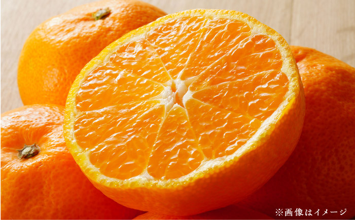 愛媛県産「果実系リキュール」呑み比べセット / 果実 レモン みかん 飲み比べ アルコール お酒 人気 おすすめ 送料無料 愛媛 【愛媛県酒造協同組合】 [BKAW002]