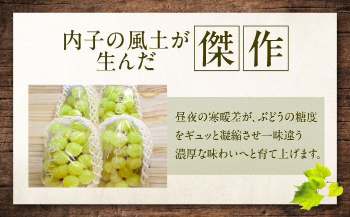 【先行予約】ロザリオ・ビアンコ 約2kg1箱（4房〜6房）＜2026年8月下旬から発送＞/ ロザリオ・ビアンコ ぶどう ブドウ 葡萄 愛媛県 愛媛 内子町 フルーツ 果物 送料無料 美味しい おすすめ 人気 皮ごと 特産品 四国 国産 【有限会社ふじブドウ園】 [BKCW002]