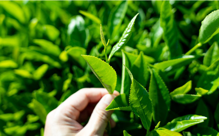 メチル化カテキンで話題 オーガニックのべにふうき緑茶 (85g×1個) ／ べにふうき 緑茶 花粉症 内子町 国産 【にのらく茶園】 [BKBR001]