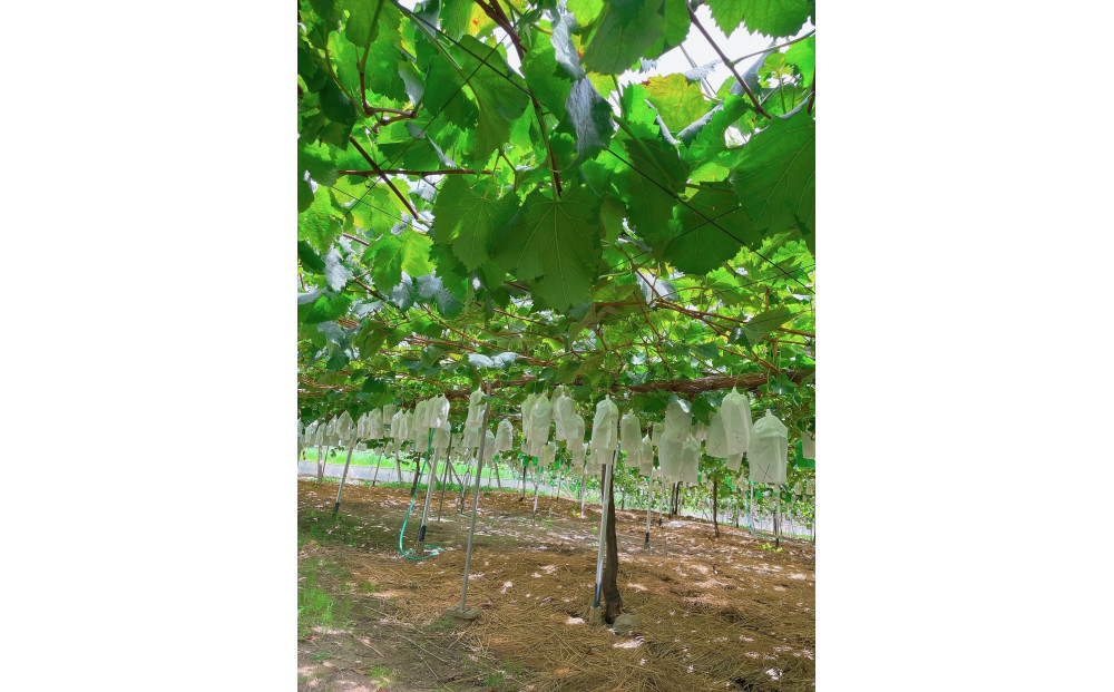 内子町産　シャインマスカット 秀品　2房 1.0kg ＜2026年8月下旬～発送開始＞