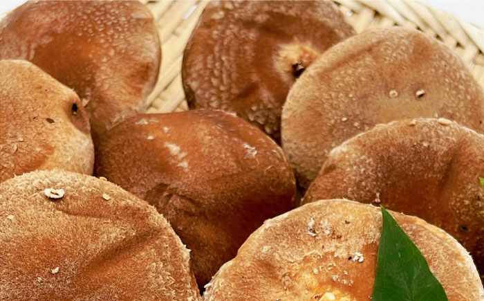 生しいたけ (菌床栽培) 約240g×2パック ／ しいたけ 椎茸 シイタケ きのこ キノコ 野菜 愛媛県 内子町産【株式会社フジ・アグリフーズ】 [BKAY013]