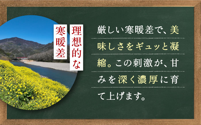 【先行予約】季節のイチゴ詰め合わせ 400g×4パック ＜2026年4月下旬以降発送＞ ／ いちご イチゴ 苺 果物 フルーツ 国産 産地直送 農家直送【周年観光農園エコファームうちこ】 [BKBW003]