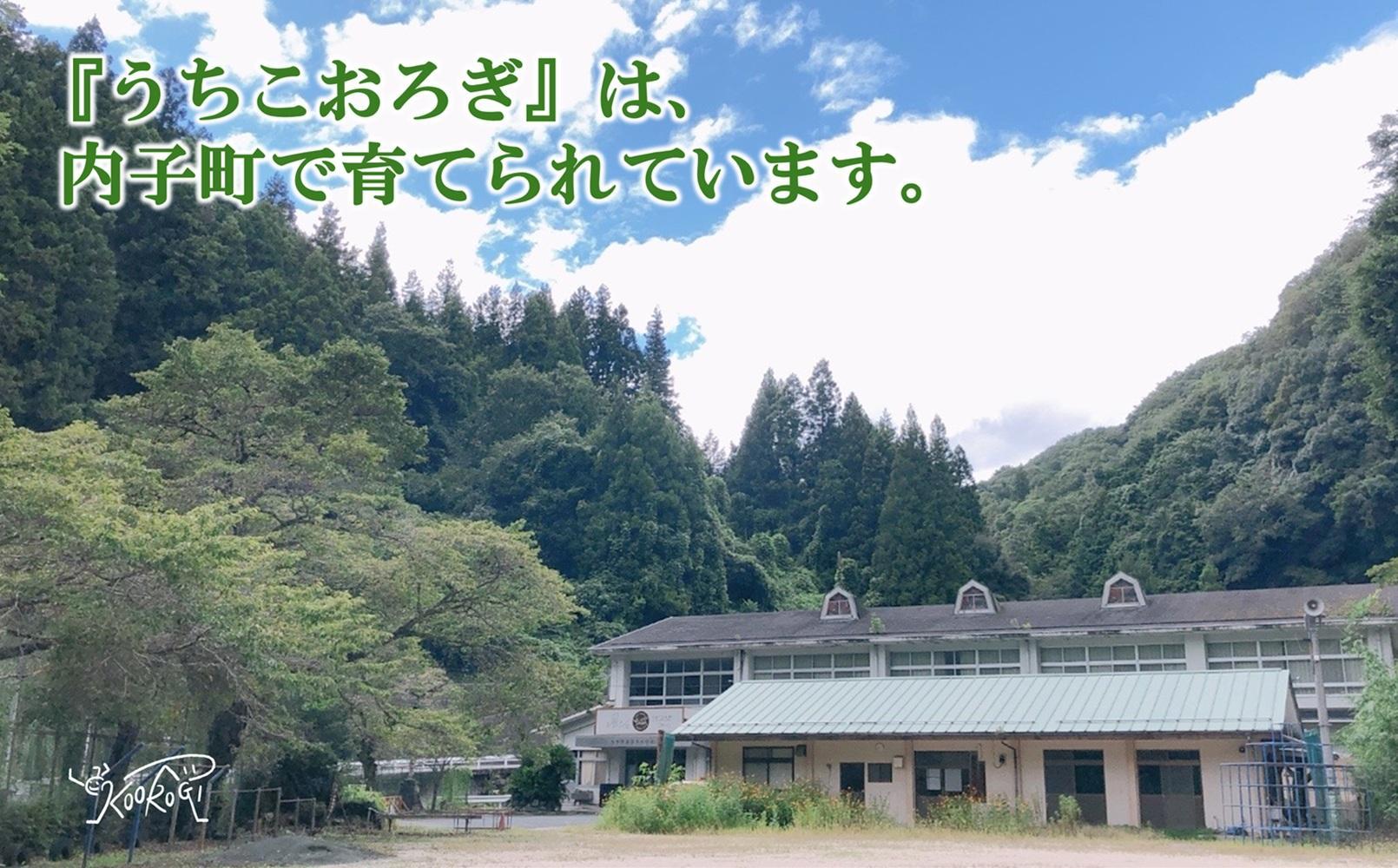 愛媛県喜多郡内子町産イエコオロギパウダー スープカレー スパイスカレー タンパク質 うちこおろぎスープカレー２個と定番コオロギ黒カレー２個セット