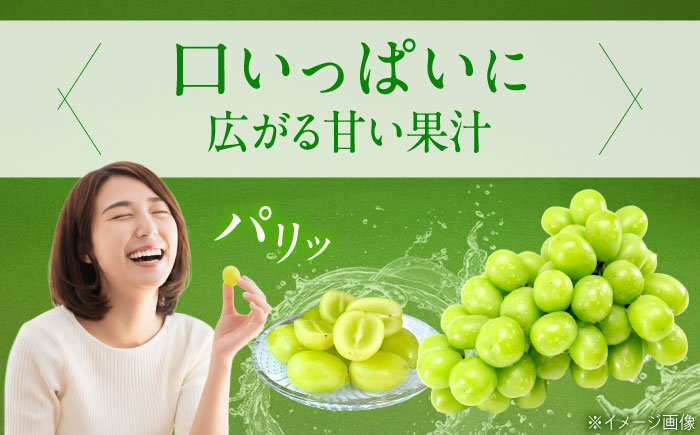 【先行予約】シャインマスカット 約2kg1箱（4房〜6房）＜2026年8月中旬から発送＞/ シャインマスカット マスカット ますかっと ぶどう ブドウ 葡萄 愛媛県 愛媛 内子町 フルーツ 果物 送料無料 美味しい おすすめ 人気 皮ごと 特産品 国産 【有限会社ふじブドウ園】 [BKCW005]