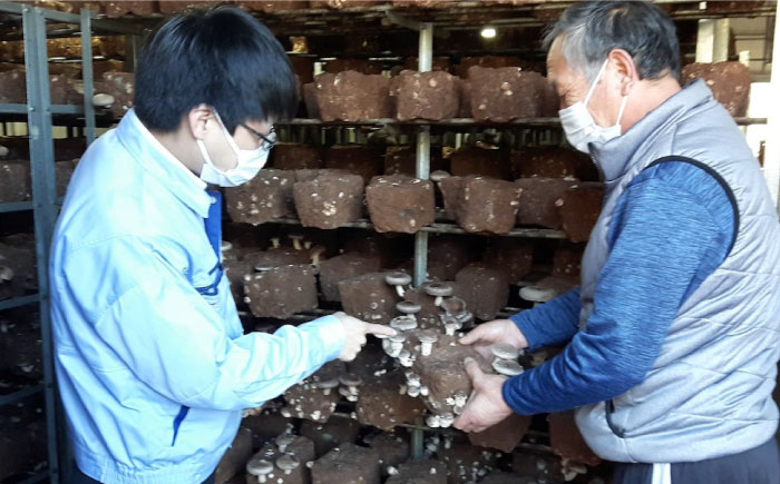 生しいたけ (菌床栽培) 約240g×2パック ／ しいたけ 椎茸 シイタケ きのこ キノコ 野菜 愛媛県 内子町産【株式会社フジ・アグリフーズ】 [BKAY013]