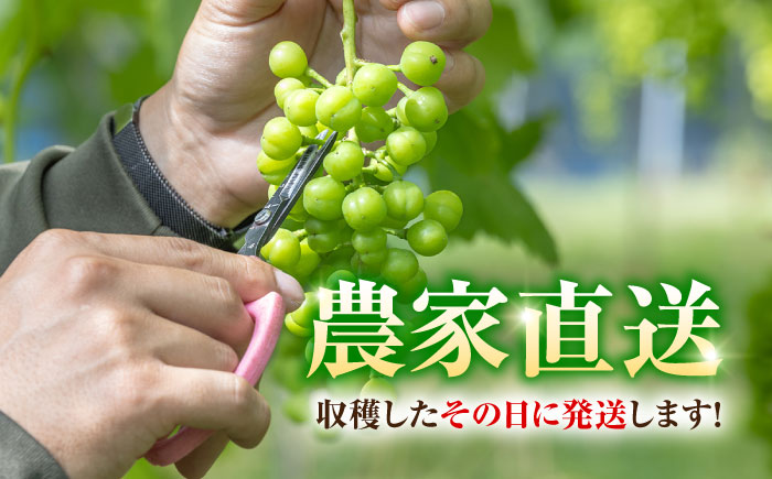 【先行予約】＜赤秀＞ 種無しぶどう 食べ比べ セット 3〜5房 2kg ／ ぶどう ブドウ 葡萄 果物 フルーツ 国産 産地直送 農家直送 愛媛県 内子町産 四国 【藤友巨峰園】 [BKCI001]