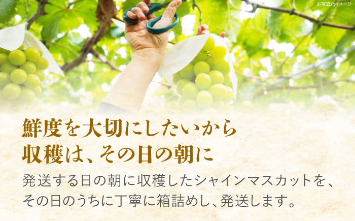 【先行予約】内子町産 朝どり シャインマスカット 2kg【2026年8月下旬から順次発送】 ／ シャインマスカット マスカット ぶどう ブドウ 葡萄 果物 フルーツ 国産 産地直送 農家直送【峯下ぶどう園】 [BKCE001]