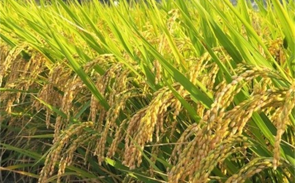 【 6ヶ月定期便】内子からり米　令和7年産ヒノヒカリ（精米10kg×1袋）×6ヶ月【北海道・沖縄配送不可】