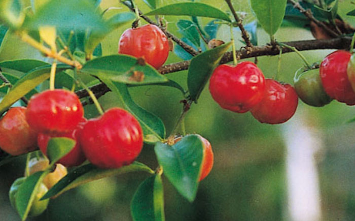 創業明治26年 老舗「内子・森文」おいしい酢卵木箱セット（360ml×3本） ／ 食品 加工食品 人気 おすすめ 送料無料 健康 飲料 ビガー ドリンク ビタミンC ドリンク 飲料 のみもの 飲み物 【森文醸造株式会社】 [BKAA012]