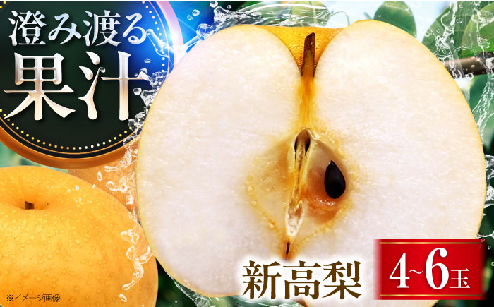 稲田ペアファームの新高梨 （にいたかなし） 4〜6玉 〈2026年9月〜発送〉 ／ フルーツ 果物 くだもの 食品 人気 おすすめ 梨 なし 新高梨 にいたかなし 和梨 甘い 高糖度 【株式会社内子フレッシュパークからり】 [BKAD026]