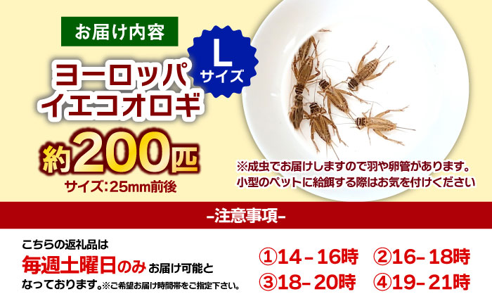 毎週土曜日お届け限定 活きヨーロッパイエコオロギ Lサイズ200匹【北海道・東北・関東・沖縄・離島配送不可】／コオロギ 生餌 こおろぎ ペット用 爬虫類 エサ 餌 内子町 四国 愛媛県 【株式会社ヒューネット風の谷うちこおろぎファーム】 [BKBN006]