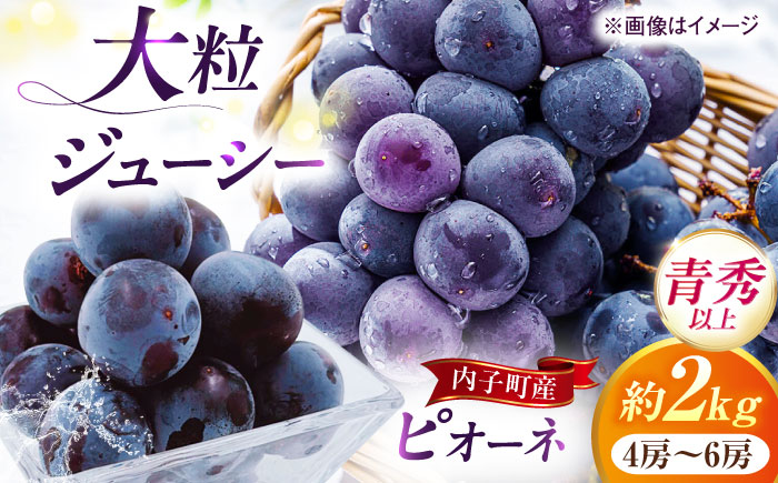 【先行予約】ピオーネ 青秀以上 4〜6房 2kg ＜2025年8月下旬から発送＞【北海道・沖縄配送不可】 ／ ブドウ 美味しい ぶどう ピオーネ 大人気 葡萄 愛媛県 葡萄 新鮮 旬 フルーツ 果物 食品 葡萄 新鮮【株式会社フジ・アグリフーズ】 [BKAY010]