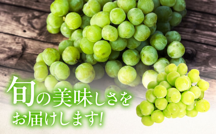 【先行予約】瀬戸ジャイアンツ 約2kg1箱（4房〜6房）＜2026年8月下旬から発送＞/ 瀬戸ジャイアンツ ぶどう ブドウ 葡萄 マスカット ますかっと 愛媛県 愛媛 内子町 フルーツ 果物 送料無料 美味しい おすすめ 人気 皮ごと 特産品 四国 国産 【有限会社ふじブドウ園】 [BKCW001]