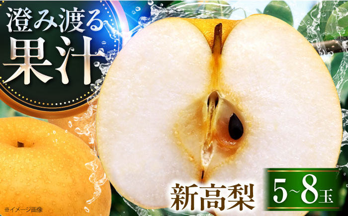 稲田ペアファームの新高梨（にいたかなし） 5〜8玉入り 〈2026年9月〜発送〉 ／ フルーツ 果物 くだもの 食品 人気 おすすめ 梨 なし 新高梨 にいたかなし 和梨 甘い 高糖度 【株式会社内子フレッシュパークからり】 [BKAD027]