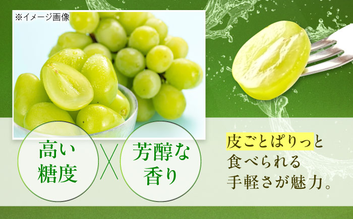 【先行予約】シャインマスカット 約2kg1箱（4房〜6房）＜2026年8月中旬から発送＞/ シャインマスカット マスカット ますかっと ぶどう ブドウ 葡萄 愛媛県 愛媛 内子町 フルーツ 果物 送料無料 美味しい おすすめ 人気 皮ごと 特産品 国産 【有限会社ふじブドウ園】 [BKCW005]