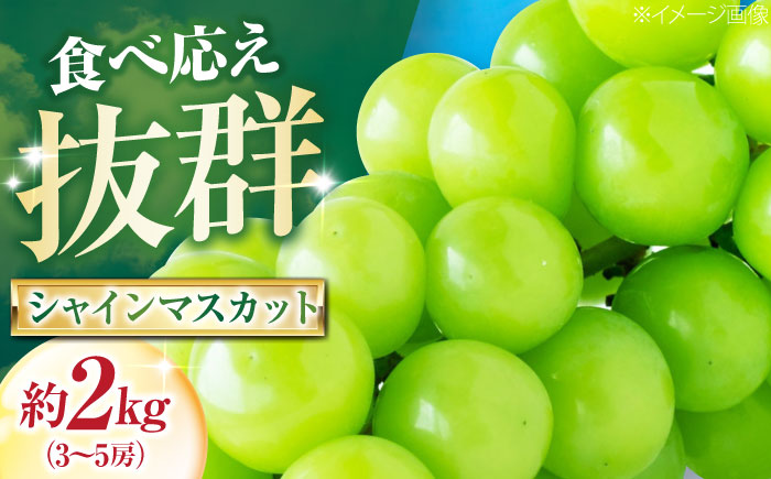 大程農園のシャインマスカット 約2kg 3〜5房入 〈2026年9月〜発送〉 ／ フルーツ 果物 くだもの 食品 人気 おすすめ 送料無料 シャインマスカット マスカット ますかっと 【株式会社内子フレッシュパークからり】 [BKAD045]