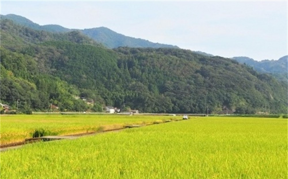 【 12ヶ月定期便】内子からり米　令和7年産ヒノヒカリ（精米10kg×1袋）×12ヶ月【北海道・沖縄配送不可】