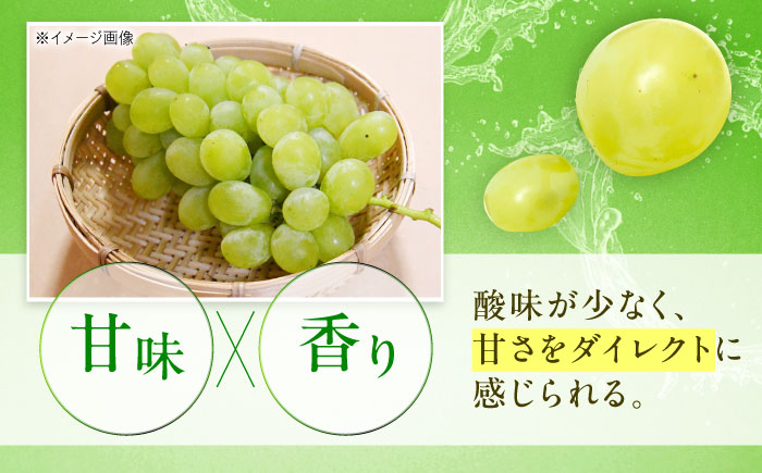 【先行予約】ロザリオ・ビアンコ 約2kg1箱（4房〜6房）＜2026年8月下旬から発送＞/ ロザリオ・ビアンコ ぶどう ブドウ 葡萄 愛媛県 愛媛 内子町 フルーツ 果物 送料無料 美味しい おすすめ 人気 皮ごと 特産品 四国 国産 【有限会社ふじブドウ園】 [BKCW002]