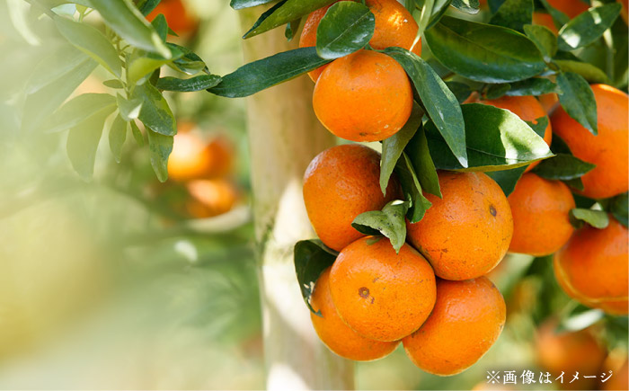 愛媛県産「果実系リキュール」呑み比べセット / 果実 レモン みかん 飲み比べ アルコール お酒 人気 おすすめ 送料無料 愛媛 【愛媛県酒造協同組合】 [BKAW002]