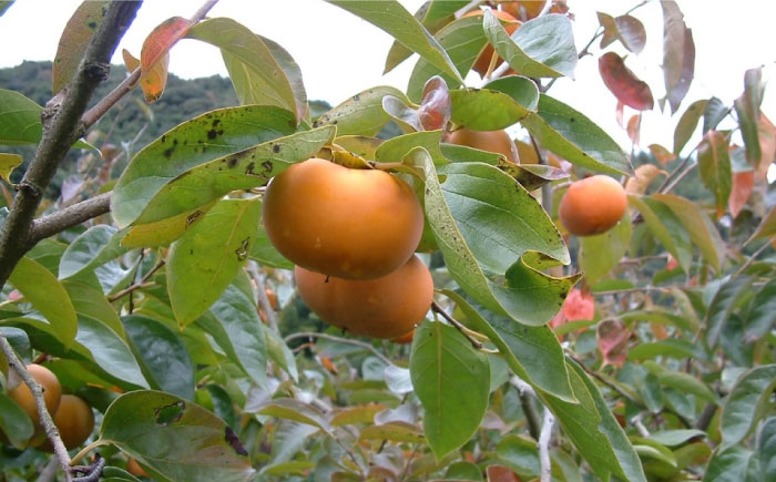 かき酢500ml×1本 （内子町産富有柿使用 醸造酢）／　果実酢 柿 カキ 酢 果物 お酢 フルーツ くだもの酢 【株式会社内子フレッシュパークからり】 [BKAD004]