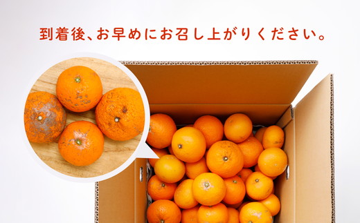 【先行受付】【※超訳あり】清見オレンジ 10kg | みかん 柑橘 ミカン 蜜柑 mikan 果物 フルーツ 糖度 甘い きよみ タンゴール 温州 オレンジ ミックス 愛媛県 伊方町 Misaki Base ※2025年3月中旬～4月中旬頃に順次発送予定 ※離島への配送不可