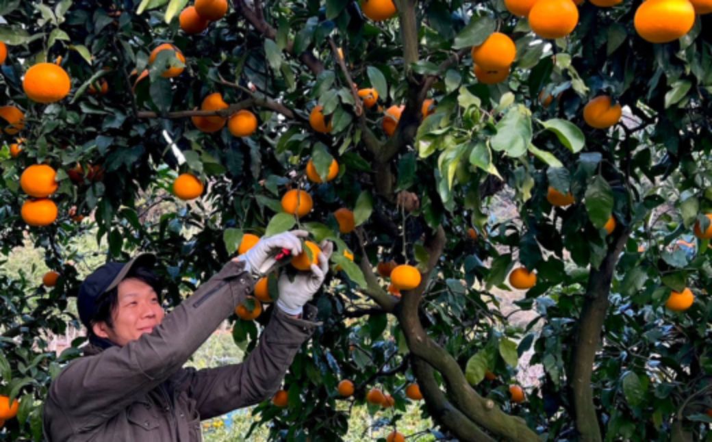 【先行予約】【家庭用】清見オレンジ 約5kg | 柑橘 みかん 果物 フルーツ 愛媛県産 農家直送　※離島への配送不可　※2026年2月下旬より順次発送予定 IKTAU010