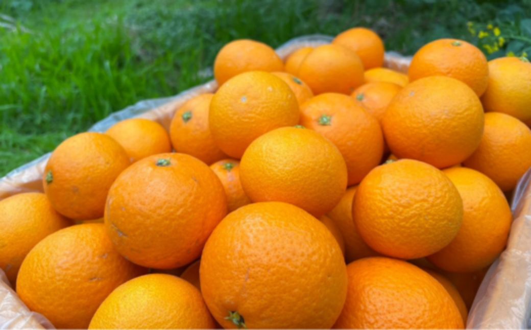 【先行予約】【家庭用】清見オレンジ 約5kg | 柑橘 みかん 果物 フルーツ 愛媛県産 農家直送　※離島への配送不可　※2026年2月下旬より順次発送予定 IKTAU010