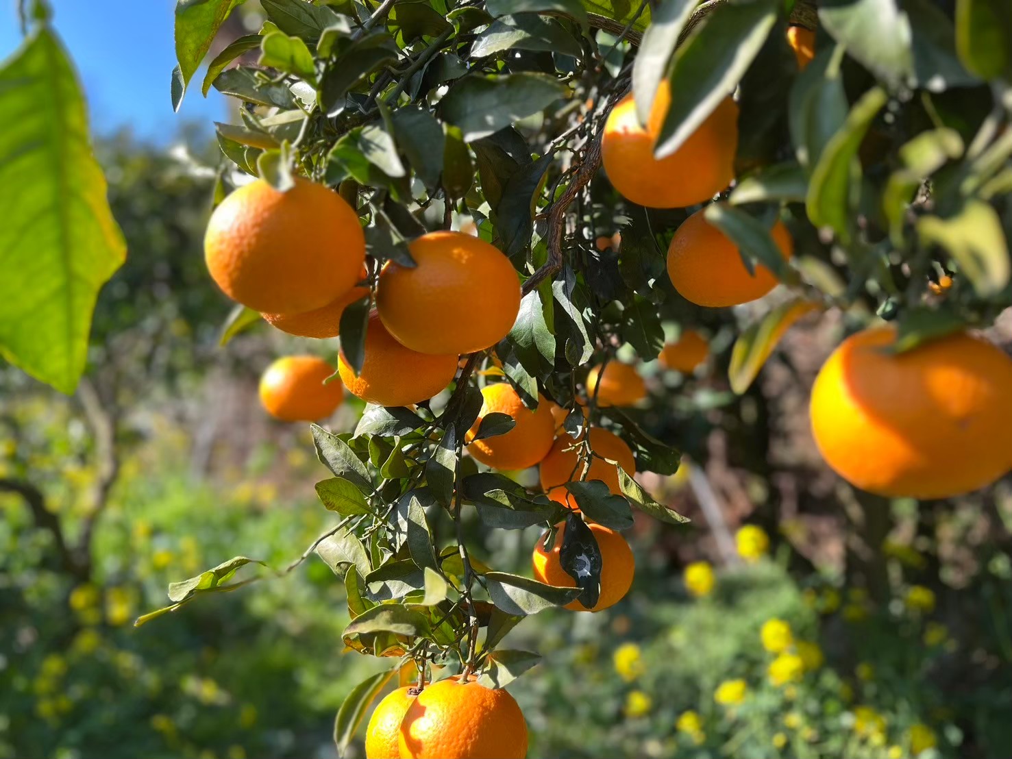 【先行予約】【訳あり】清見オレンジ 約10kg | 柑橘 みかん 果物 フルーツ 愛媛県産 農家直送　※離島への配送不可　※2025年3月中旬より順次発送予定