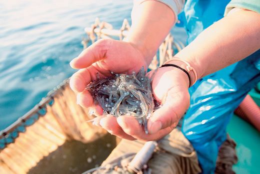 【食べるJAPAN美味アワード2021認定商品】福島さんの蒸ししらす（個包装タイプ）