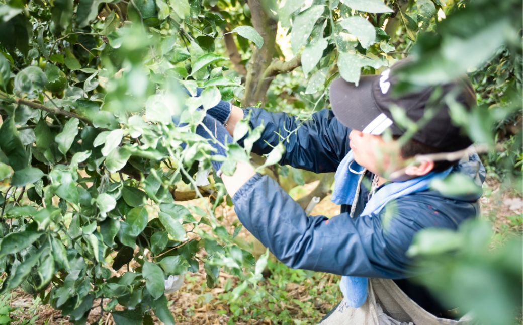 【先行予約】【訳あり】浅野農園の不知火 計5kg ※離島への配送不可（2026年2月上旬頃より順次発送予定） IKTAC033