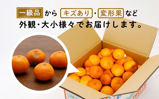 【先行受付】【数量限定】【山採り無選別】はるみ 10kg | みかん 柑橘 ミカン 蜜柑 mikan 果物 フルーツ 糖度 甘い 愛媛県 伊方町 ※2025年2月上旬～2月下旬頃に順次発送予定 ※離島への配送不可