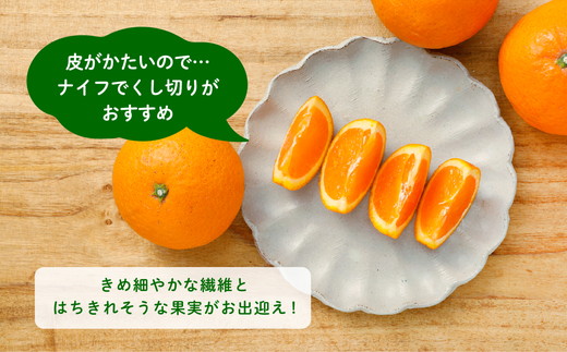 【先行受付】【家庭用】清見オレンジ 10kg | みかん 柑橘 ミカン 蜜柑 mikan 果物 フルーツ 糖度 甘い きよみ タンゴール 温州 オレンジ ミックス 愛媛県 伊方町 Misaki Base ※2025年3月中旬～4月中旬頃に順次発送予定 ※離島への配送不可