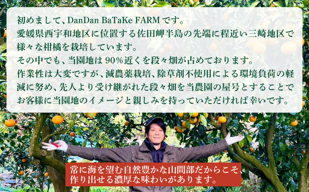 【先行予約】【家庭用】清見オレンジ 約5kg | 柑橘 みかん 果物 フルーツ 愛媛県産 農家直送　※離島への配送不可　※2026年2月下旬より順次発送予定 IKTAU010