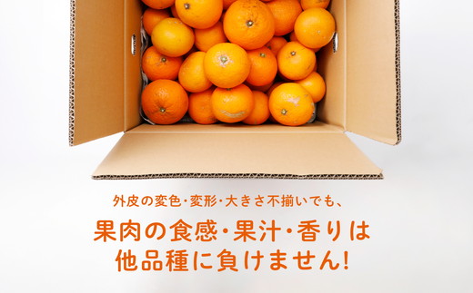 【先行受付】【家庭用】清見オレンジ 10kg | みかん 柑橘 ミカン 蜜柑 mikan 果物 フルーツ 糖度 甘い きよみ タンゴール 温州 オレンジ ミックス 愛媛県 伊方町 Misaki Base ※2025年3月中旬～4月中旬頃に順次発送予定 ※離島への配送不可