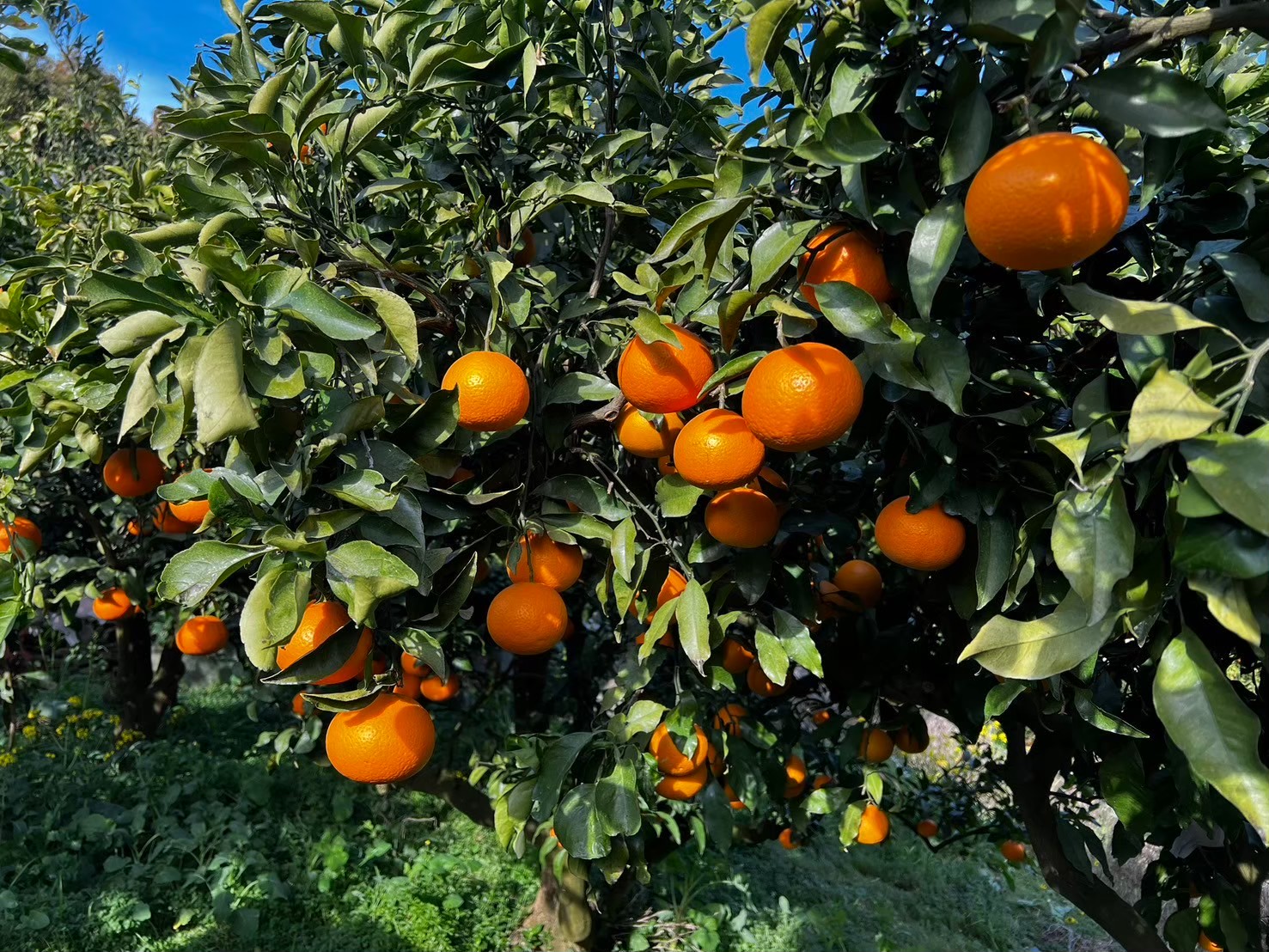 【先行予約】【訳あり】清見オレンジ 約10kg | 柑橘 みかん 果物 フルーツ 愛媛県産 農家直送　※離島への配送不可　※2025年3月中旬より順次発送予定