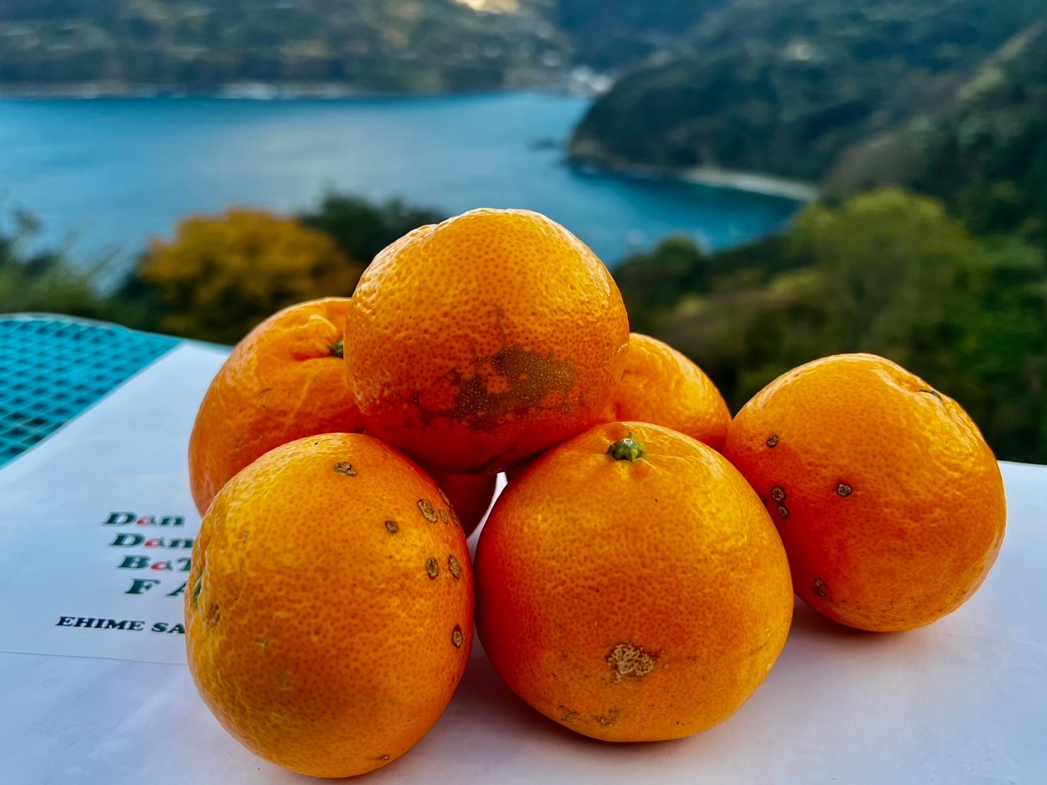 【先行予約】【訳あり】はるみ 約10kg | 柑橘 みかん 果物 フルーツ 愛媛県産 農家直送 　※離島への配送不可　※2026年1月下旬より順次発送予定 IKTAU005