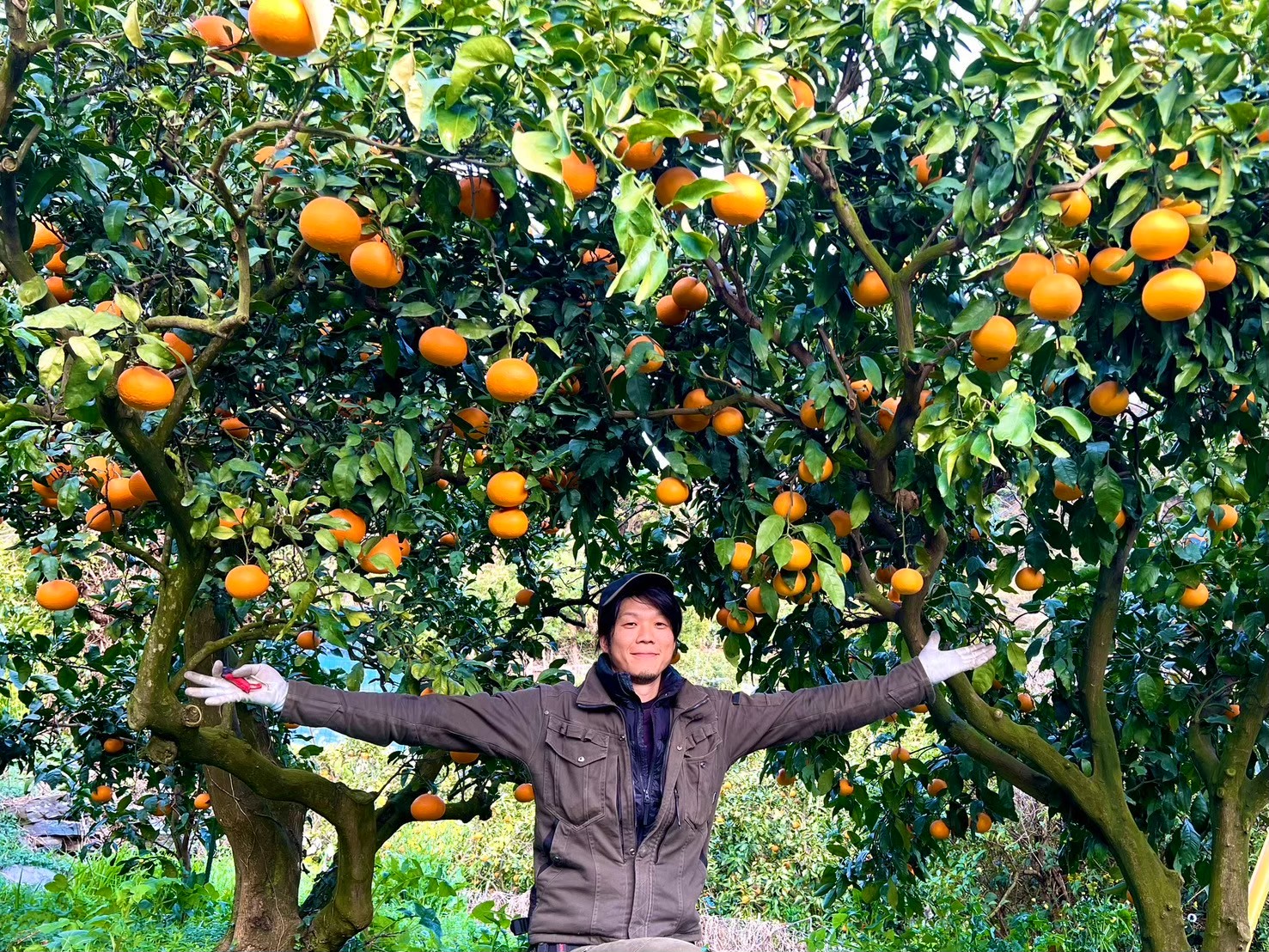 【先行予約】【訳あり】清見オレンジ 約10kg | 柑橘 みかん 果物 フルーツ 愛媛県産 農家直送　※離島への配送不可　※2025年3月中旬より順次発送予定