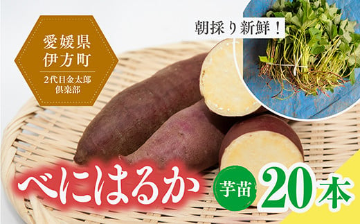 【数量限定】植え付け簡単！べにはるか 芋苗（20本）｜さつまいも サツマイモ 焼き芋 焼芋 栽培 愛媛県 ※2024年5月下旬〜8月上旬頃に順次発送予定