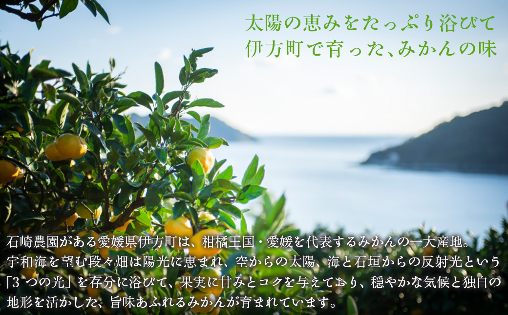 【先行予約】【数量限定】不知火5kg（石崎農園）※離島への配送不可 （2026年2月10日より順次発送予定） IKTAG002