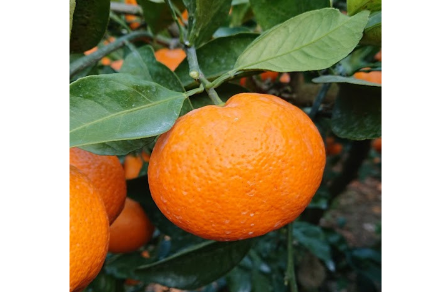 【先行受付】【数量限定】南柑20号（生果）10kg（2025年12月上旬頃より順次発送） IKTQ003