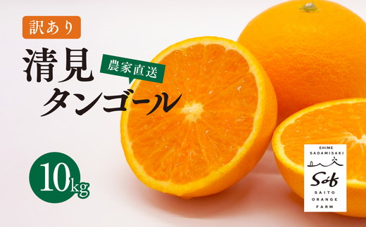 【先行予約】Saito Orange Farmの訳あり清見タンゴール10kg ｜ 柑橘 みかん ミカン フルーツ 果物 愛媛　※離島への配送不可　※2025年3月下旬頃より順次発送予定